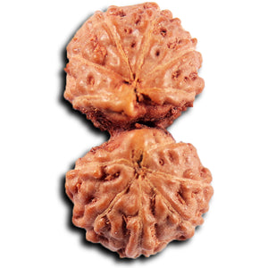 Gaurishanker Rudraksha from Indonesia -216