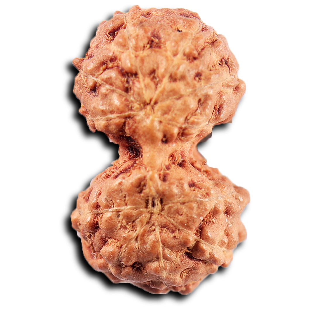 Gaurishanker Rudraksha from Indonesia -218