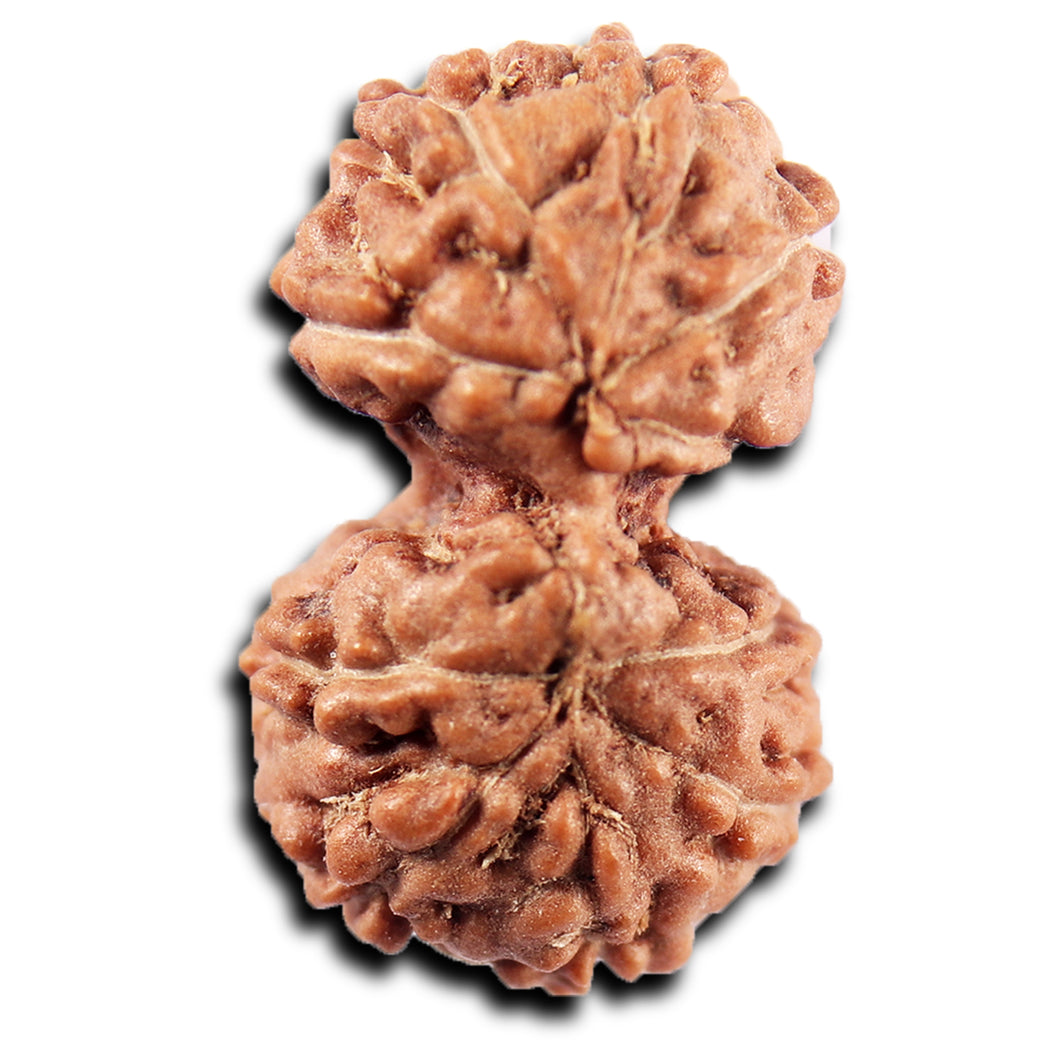 Gaurishanker Rudraksha from Indonesia -219