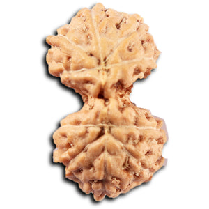 Gaurishanker Rudraksha from Indonesia -220