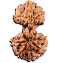 Load image into Gallery viewer, Gaurishanker Rudraksha from Indonesia -223
