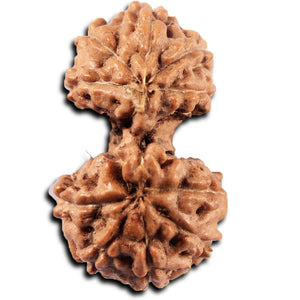 Gaurishanker Rudraksha from Indonesia -223