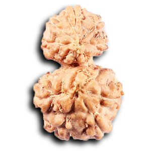 Gaurishanker Rudraksha from Indonesia - 224