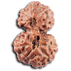 Gaurishanker Rudraksha from Indonesia - 225