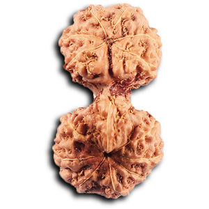 Gaurishanker Rudraksha from Indonesia - 226