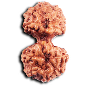 Gaurishanker Rudraksha from Indonesia - 195