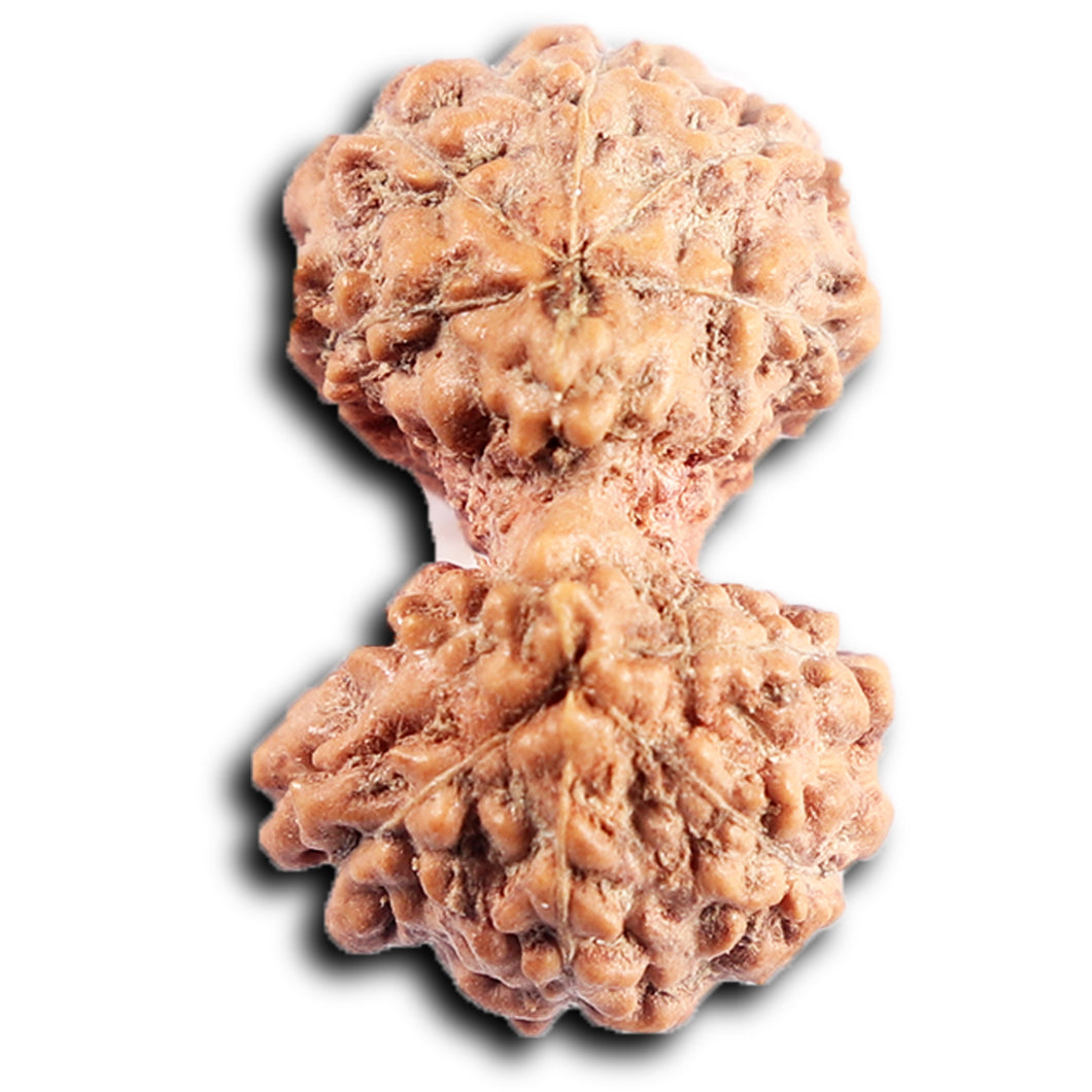 Gaurishanker Rudraksha from Indonesia - 196