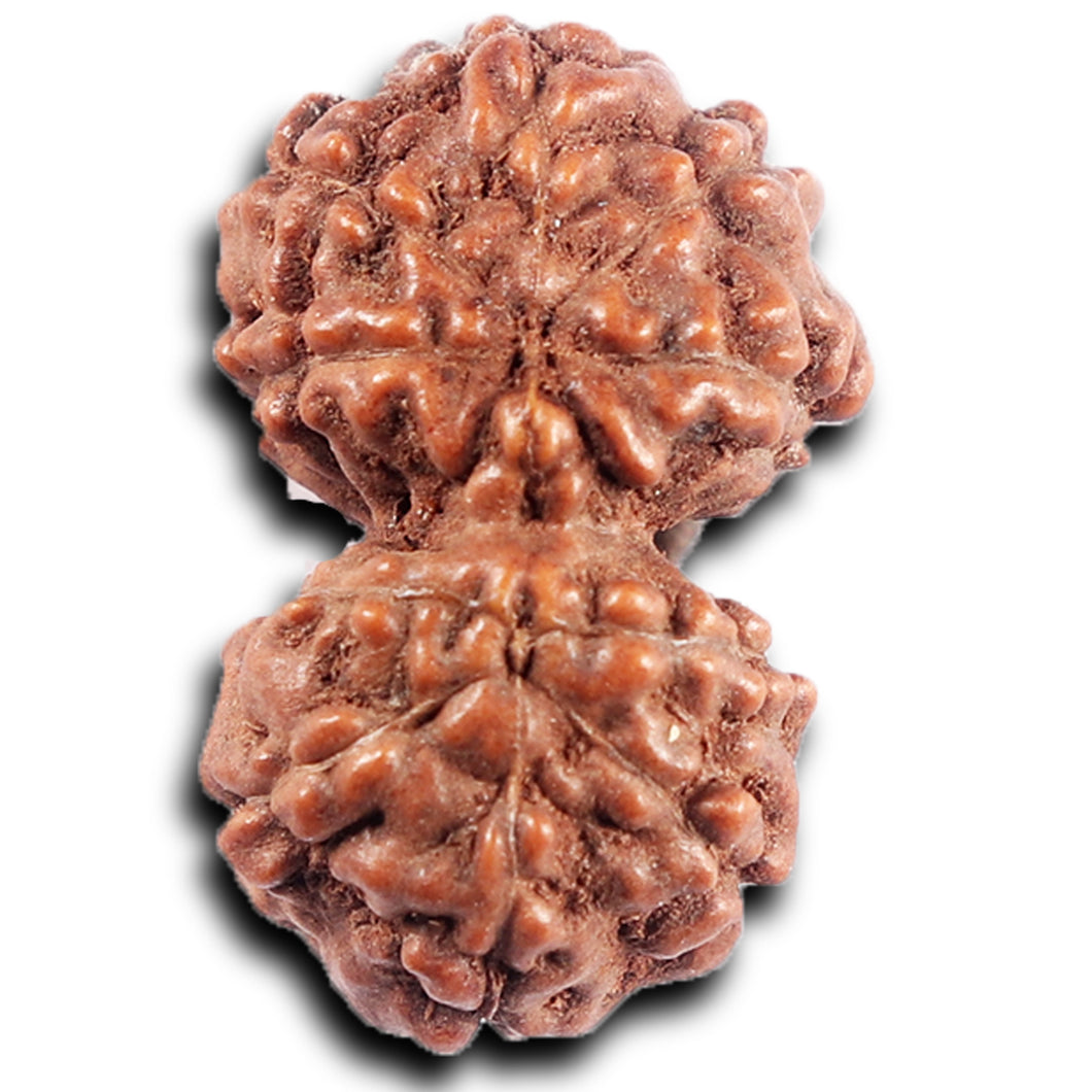 Gaurishanker Rudraksha from Indonesia - 197