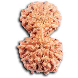 Gaurishanker Rudraksha from Indonesia - 198