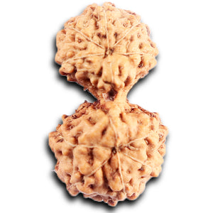 Gaurishanker Rudraksha from Indonesia - 199