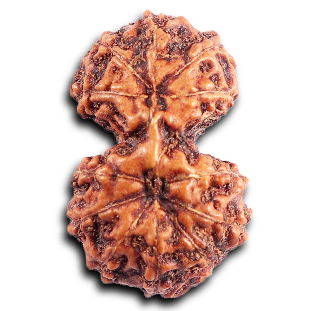 Gaurishanker Rudraksha from Indonesia - 200