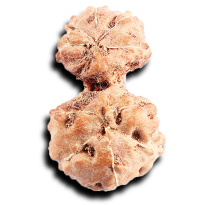 Gaurishanker Rudraksha from Indonesia - 201