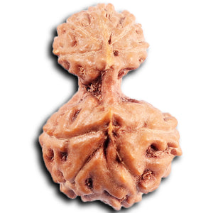 Gaurishanker Rudraksha from Indonesia - 202