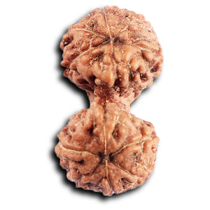 Gaurishanker Rudraksha from Indonesia - 203