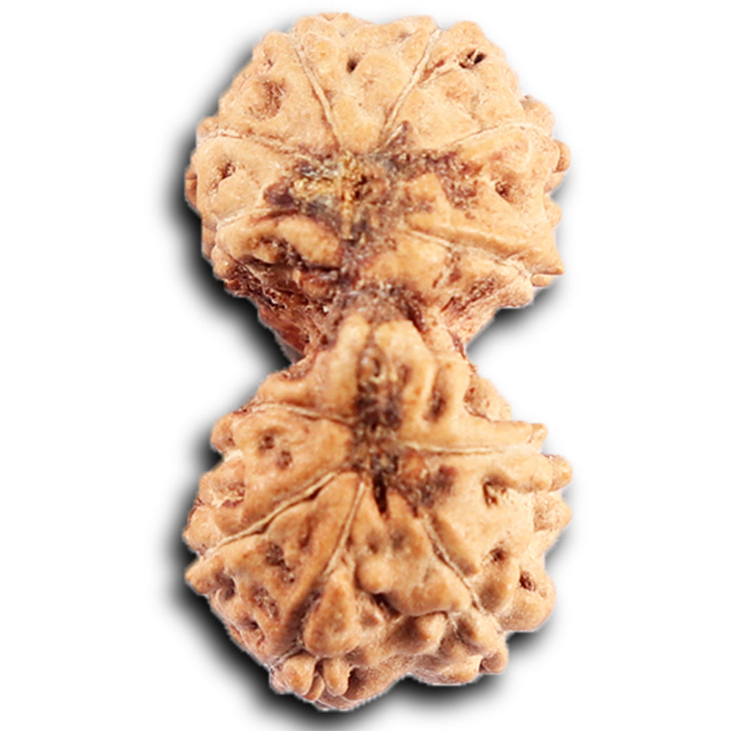 Gaurishanker Rudraksha from Indonesia -204