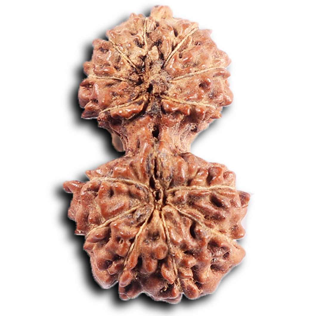 Gaurishanker Rudraksha from Indonesia -205