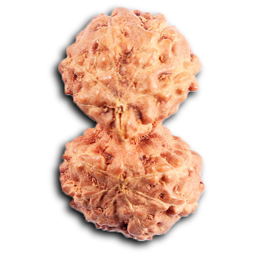 Gaurishanker Rudraksha from Indonesia -206