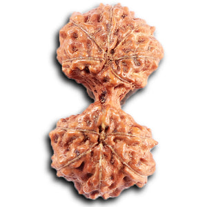 Gaurishanker Rudraksha from Indonesia - 207