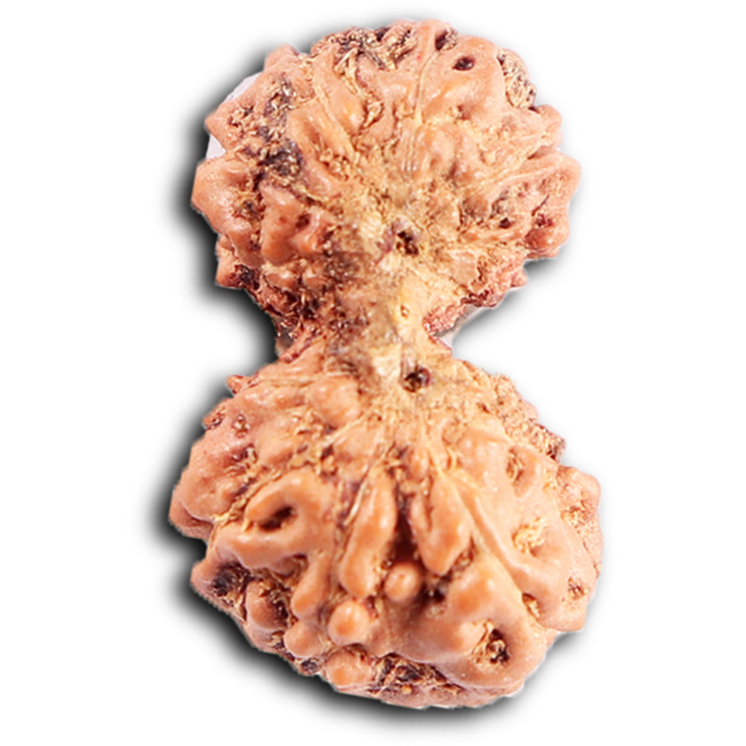 Gaurishanker Rudraksha from Indonesia -208