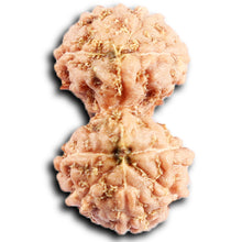 Load image into Gallery viewer, Gaurishanker Rudraksha from Indonesia -210
