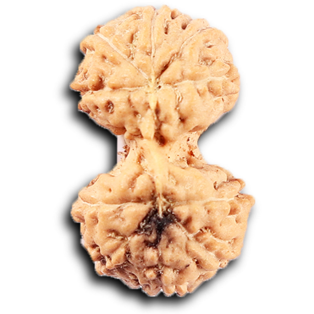 Gaurishanker Rudraksha from Indonesia -211