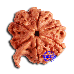 Nepalese Ganesh Rudraksha - Bead No. 221