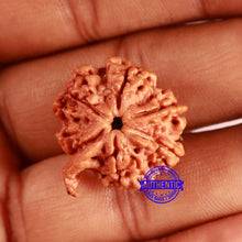 Load image into Gallery viewer, Nepalese Ganesh Rudraksha - Bead No. 221
