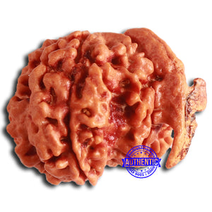 Nepalese Ganesh Rudraksha - Bead No. 221