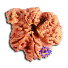 Load image into Gallery viewer, Nepalese Ganesh Rudraksha - Bead No. 214
