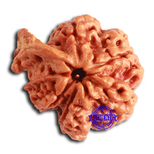 Load image into Gallery viewer, Nepalese Ganesh Rudraksha - Bead No. 214
