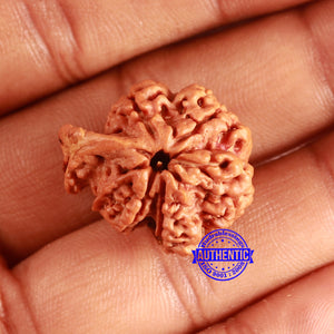 Nepalese Ganesh Rudraksha - Bead No. 214