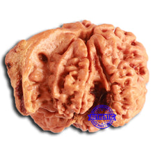 Load image into Gallery viewer, Nepalese Ganesh Rudraksha - Bead No. 214
