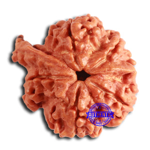 Nepalese Ganesh Rudraksha - Bead No. 215