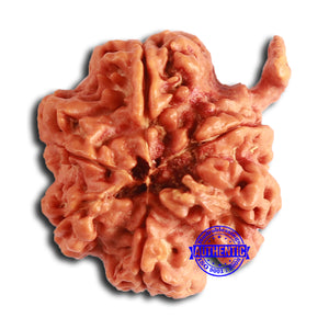 Nepalese Ganesh Rudraksha - Bead No. 218