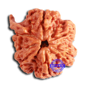 Nepalese Ganesh Rudraksha - Bead No. 218