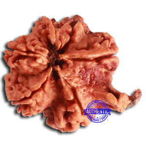 Nepalese Ganesh Rudraksha - Bead No. 213