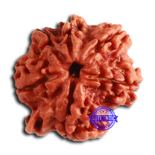 Load image into Gallery viewer, Nepalese Ganesh Rudraksha - Bead No. 213
