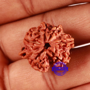 Nepalese Ganesh Rudraksha - Bead No. 213