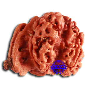 Nepalese Ganesh Rudraksha - Bead No. 213