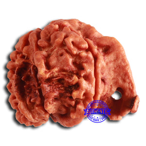 Nepalese Ganesh Rudraksha - Bead No. 213