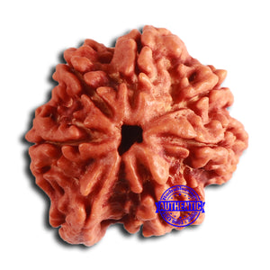 Nepalese Ganesh Rudraksha - Bead No. 222