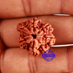 Nepalese Ganesh Rudraksha - Bead No. 222