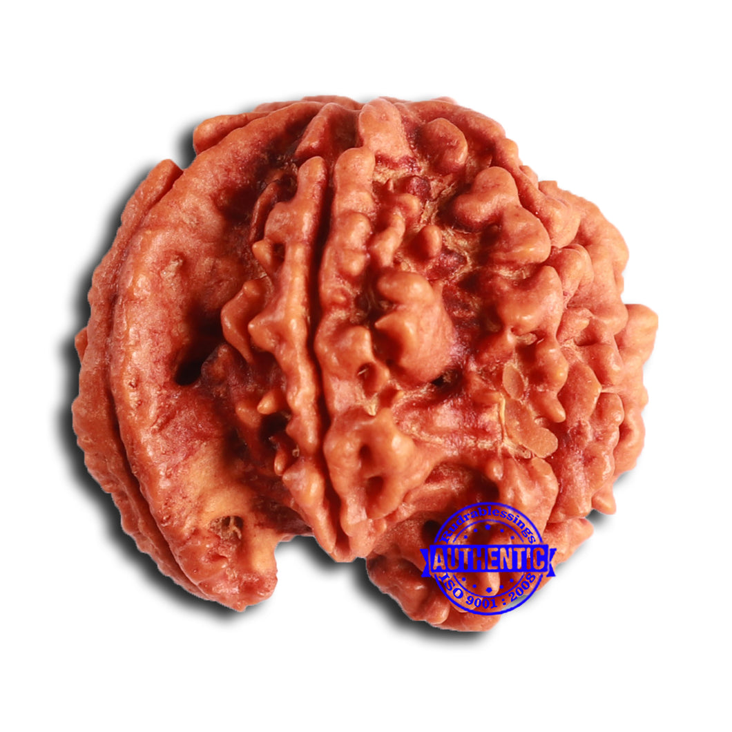 Nepalese Ganesh Rudraksha - Bead No. 222