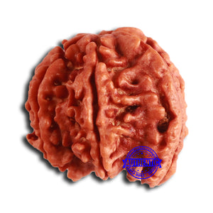 Nepalese Ganesh Rudraksha - Bead No. 222