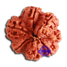 Load image into Gallery viewer, Nepalese Ganesh Rudraksha - Bead No. 223
