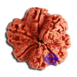 Nepalese Ganesh Rudraksha - Bead No. 223