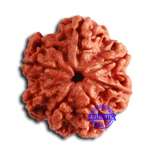 Load image into Gallery viewer, Nepalese Ganesh Rudraksha - Bead No. 223
