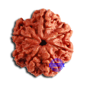 Nepalese Ganesh Rudraksha - Bead No. 223