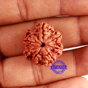 Nepalese Ganesh Rudraksha - Bead No. 223