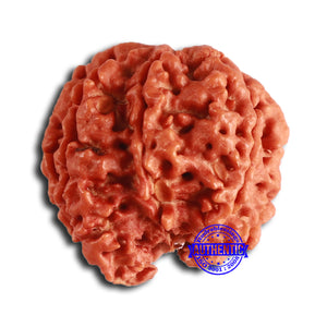 Nepalese Ganesh Rudraksha - Bead No. 223